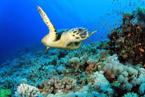 bigstock-Hawksbill-Sea-Turtle-on-coral--37116217